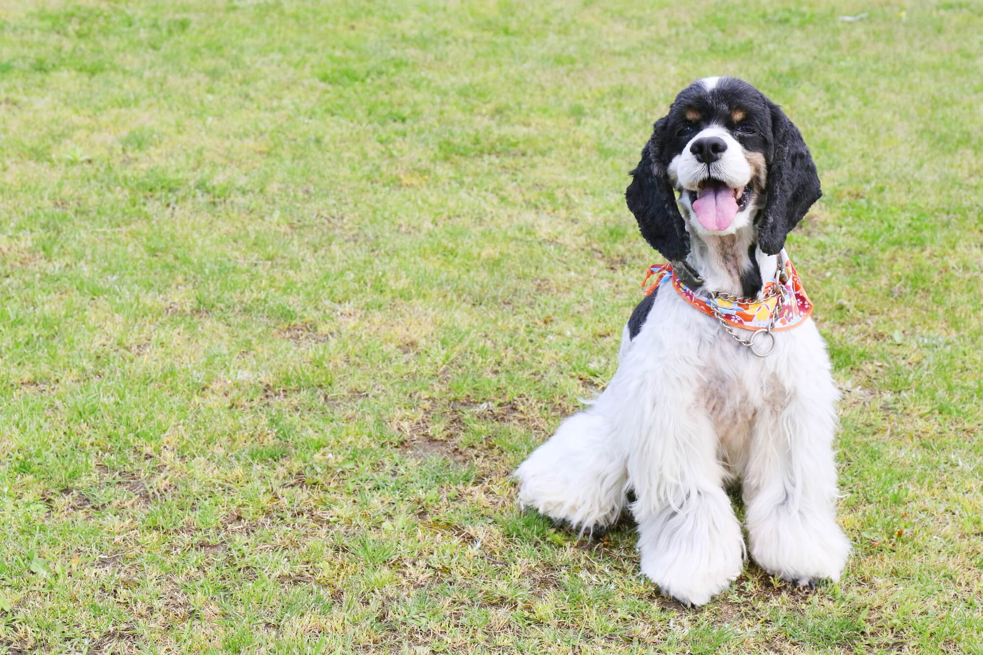 アメリカンコッカースパニエルの性格とは？特徴や飼い方など徹底解説
